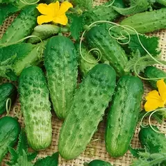 Cucumber, Pick a Bushel 5,000 Seed Count