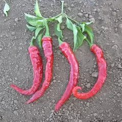 Peppers, Cayenne Red Thick - 1,000 Seed Count