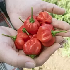 Peppers, Scotch Bonnet Red - 1,000 Seed Count