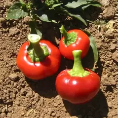 Peppers, Sunbright Orange - 1,000 Seed Count