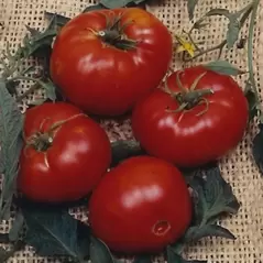Tomato, Brandywine Red Potato Leaf - 500 Seed Count