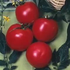 Tomato, Arkansas Traveler - 100 Seed Count