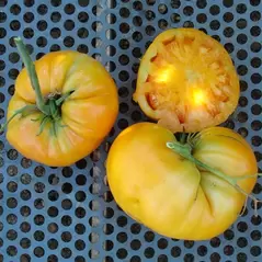 Tomato, Kellogg's Breakfast - 5,000 Seed Count