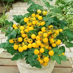 Tomato, Patio Choice Yellow - 500 Seed Count