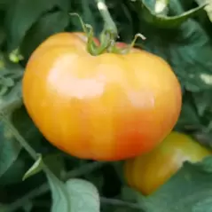 Tomato, Hillbilly Potato Leaf - 1,000 Seed Count