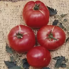 Tomato, German Johnson - 100 Seed Count