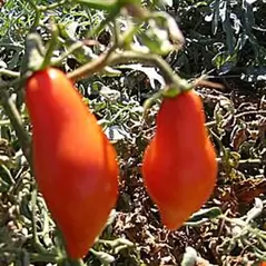 Tomato, San Marzano Indeterminite - 5,000 Seed Count