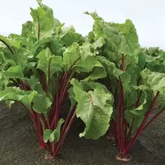 Beets, Red Ace Hybrid 10,000 Seed Count