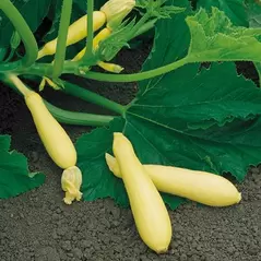 Squash, Fortune 500 Seed FarMore Treated
