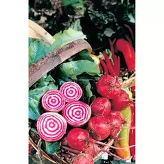 Beets, Chiogga 1/2 oz