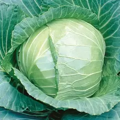 Cabbage, Early Flat Dutch 5,000 Seed Count