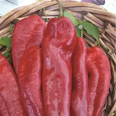 Peppers, Bhut Jolokia - 1,000 Seed Count