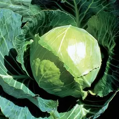 Cabbage, Golden Acre 5,000 Seed Count