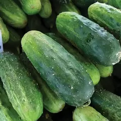 Squash, Burgess Buttercup - 1,000 Seed Count