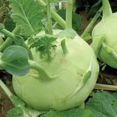Kohlrabi, White Vienna - 1,000 Seed Count