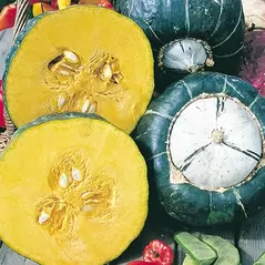 Squash, Burgess Buttercup - 5,000 Seed Count