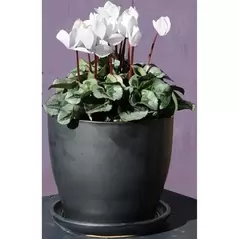 Verandah 6"x5.5" Lily Svr