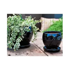 Verandah 6" Blk Gerbera