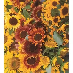 Sunflower, Autumn Beauty - 1/2 lb