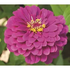 Zinnia, Purple Prince - 1/2 lb