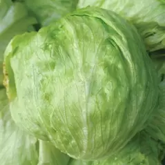 Lettuce, Iceberg 10,000 Seed Count