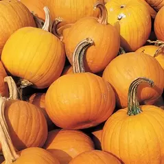 Pumpkin, Small Sugar Pie - 5,000 Seed Count