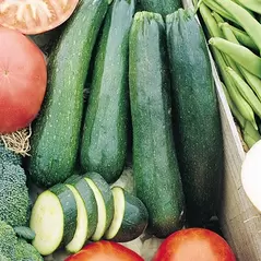 Squash, Dark Green Zucchini 10,000 Seed Count