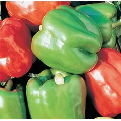 Peppers, Yolo Wonder - 10,000 Seed Count