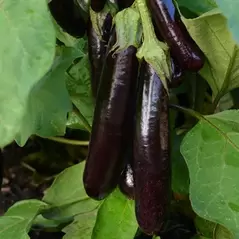 Eggplant, Hansel - 5,000 Seed Count