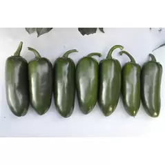 Peppers, Emerald Fire - 1,000 Seed Count