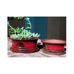 Verandah 8" Ficus Bonsai Oxb