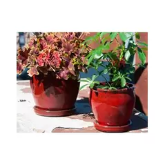 Verandah 5" Butter Cup Sz C Trd