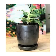Verandah 7" Svr Maui Pot