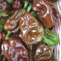 Peppers, Habanero Chocolate - 5,000 Seed Count