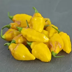 Peppers, Habanero Yellow - 10,000 Seed Count