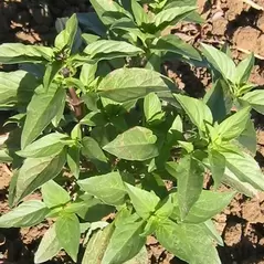 Basil, Siam Queen 1/2 oz
