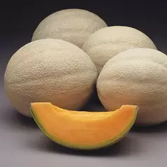 Cantaloupe , Athena Hyb Trtd - 5,000 Sd Ct