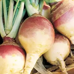 Rutabaga, American Purple Top - 5,000 Seed Count
