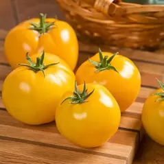 Tomato, Lemon Boy Untreated - 1,000 Sd Ct
