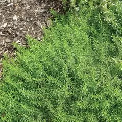 Summer Savory oz