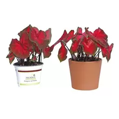 Burley Clay Terra Cotta Sleeve Pot