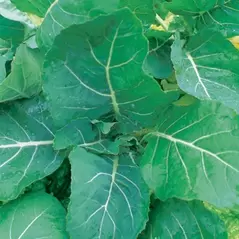 Collards, Georgia - 10,000 Seed Count