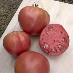 Tomato, Brandywine Pink Potato Leaf - 10,000 Seed Count
