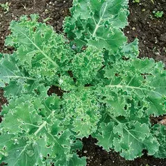 Kale, Siberian 10,000 Seed Count