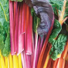 Swiss Chard, Rainbow - 10,000 Seed Count