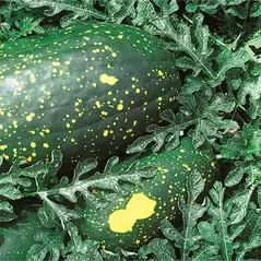 Watermelon, Moon & Stars Red Flesh - 5,000 Seed Count