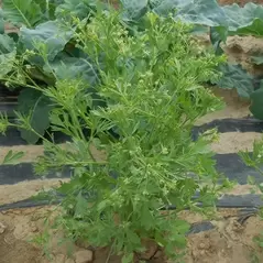 Anise 1 oz
