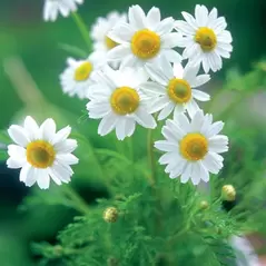 Chamomile, German 1 oz