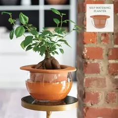 SSI 8.75" Self Watering Planter Terra