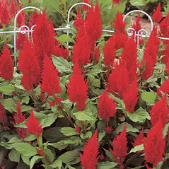 CELOSIA SCARLET CASTLE 500/PKT